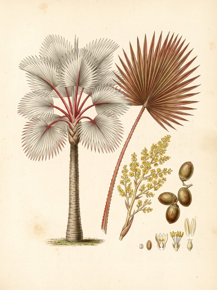 Red Latan Palm botanical plate