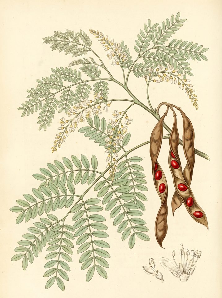 Red Sandalwood botanical plate