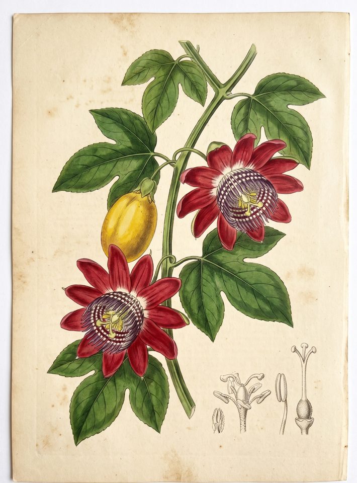 Red Star Passion Fruit botanical plate