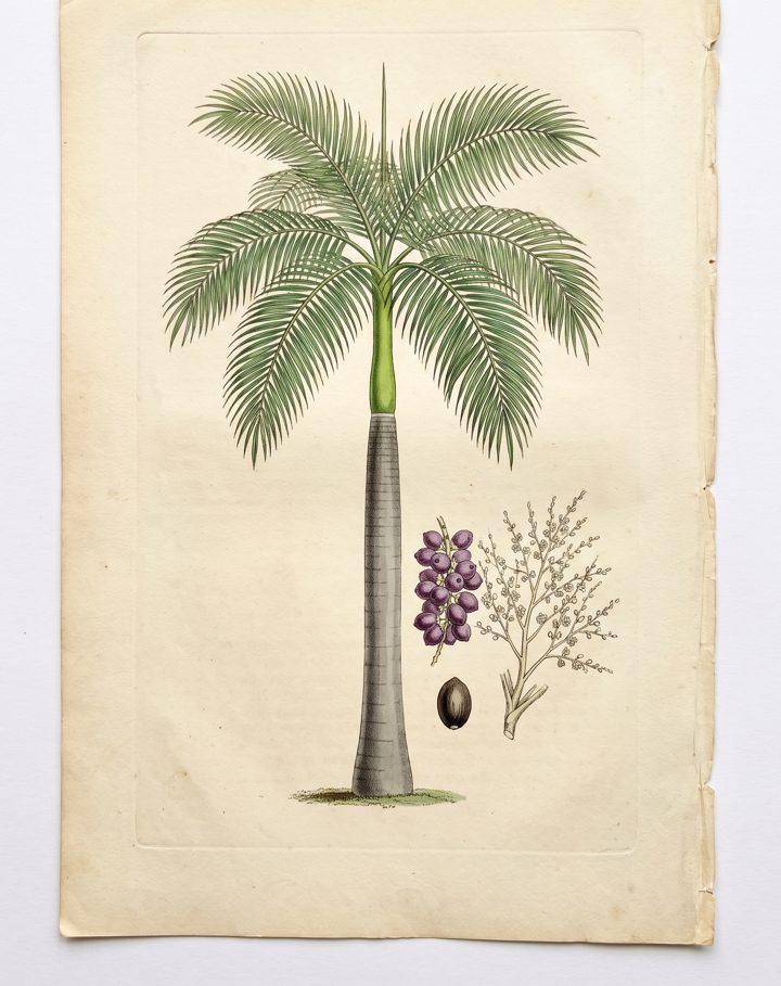 Royal Palm botanical plate