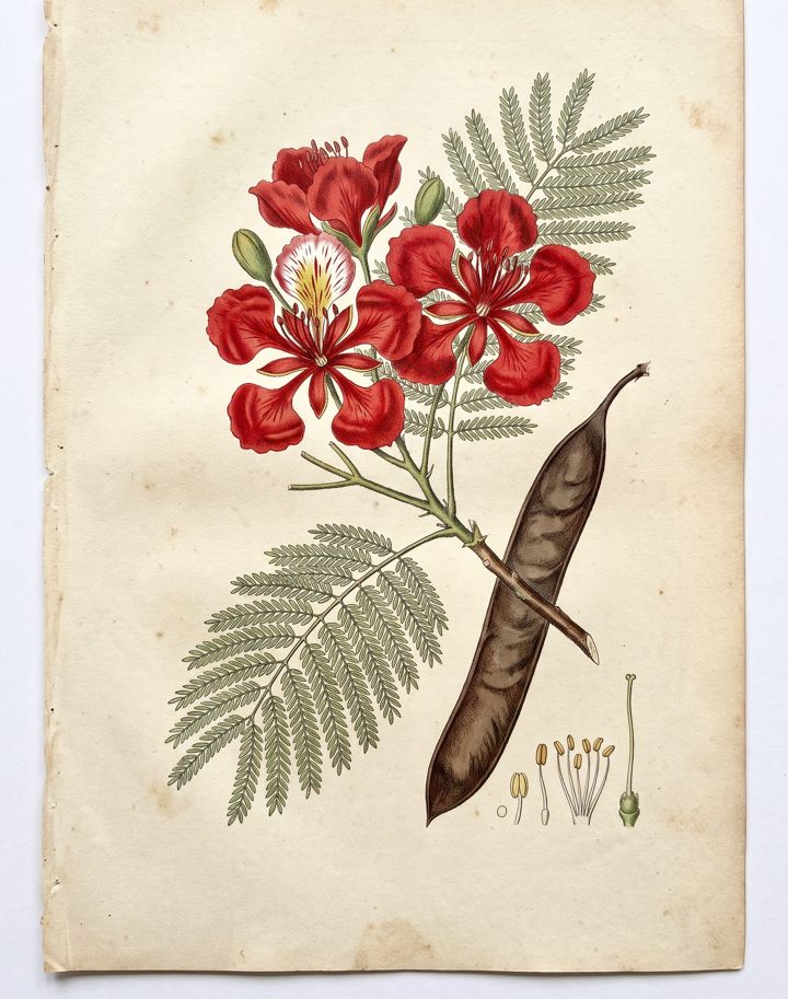 Royal Poinciana botanical plate