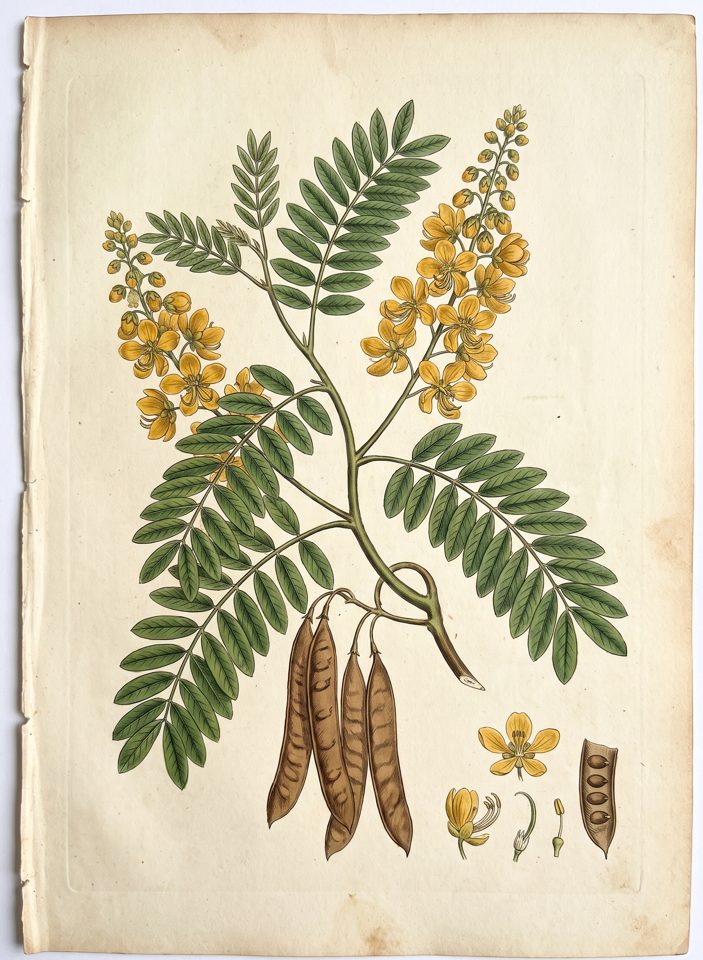 Siamese cassia botanical plate