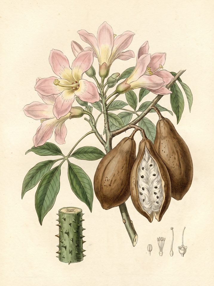 Silk Floss Tree botanical plate