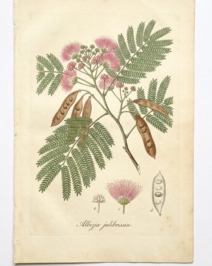 Silk Tree botanical plate