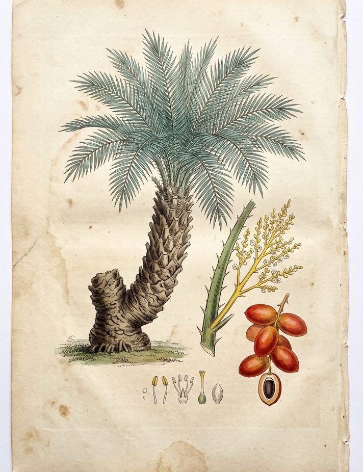 Silver Date Palm botanical plate