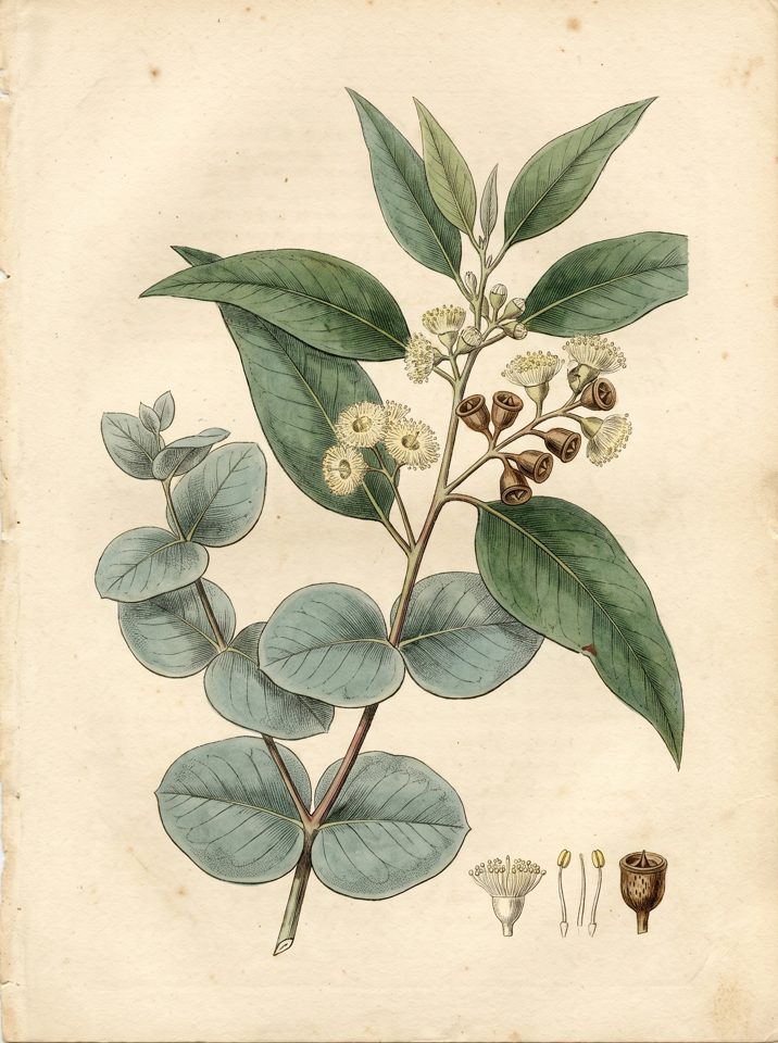 Silver Dollar Eucalyptus botanical plate