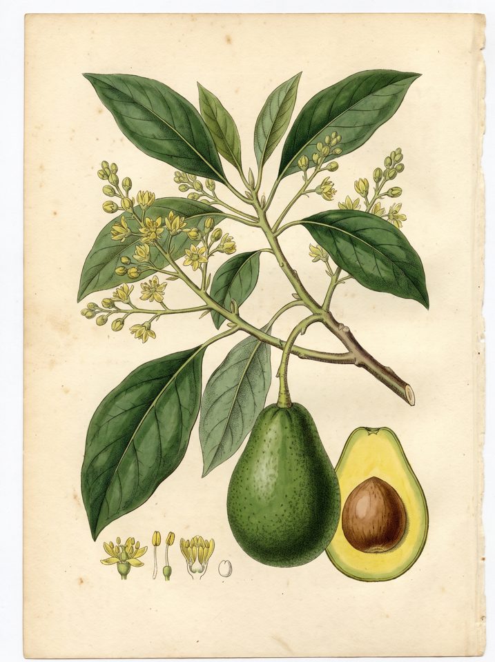 Simmonds Avocado botanical plate