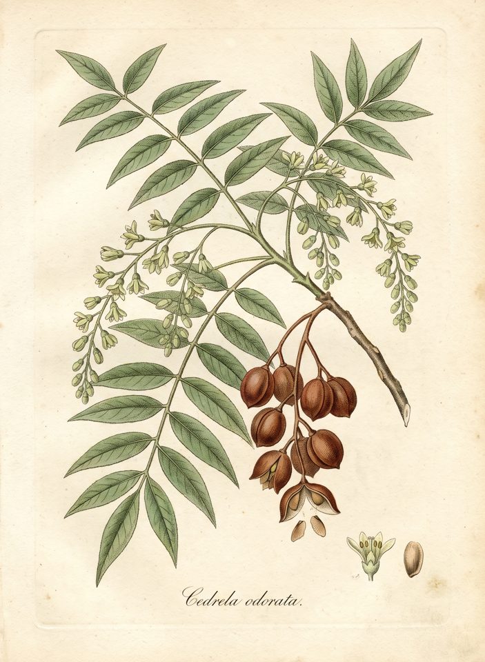 Spanish cedar botanical plate