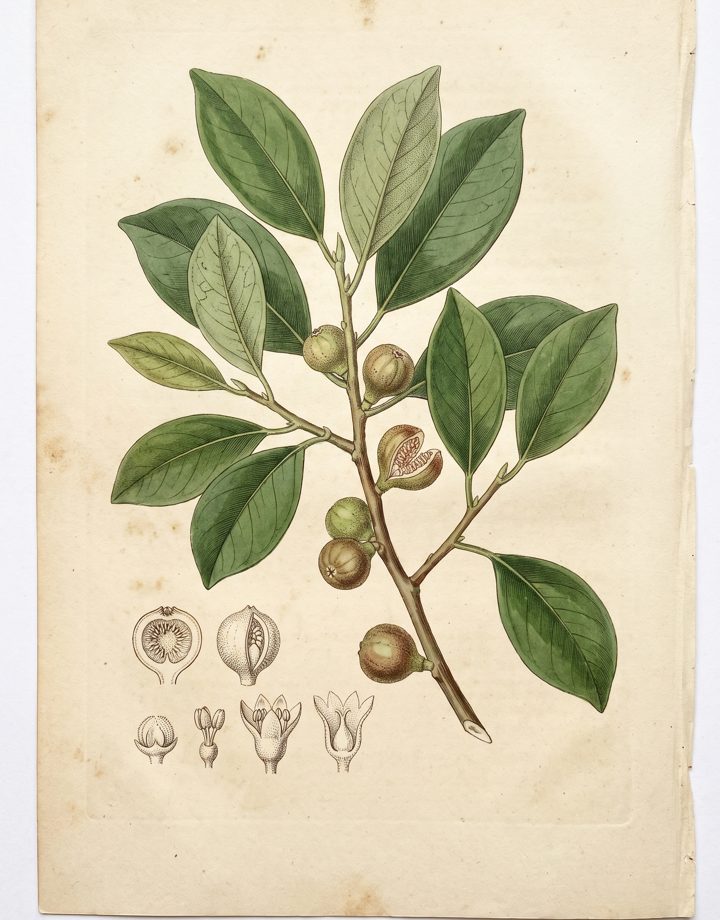 Strangler fig botanical plate