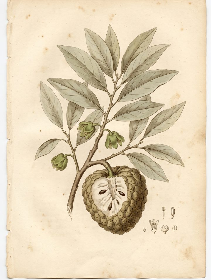 Sugar Apple botanical plate