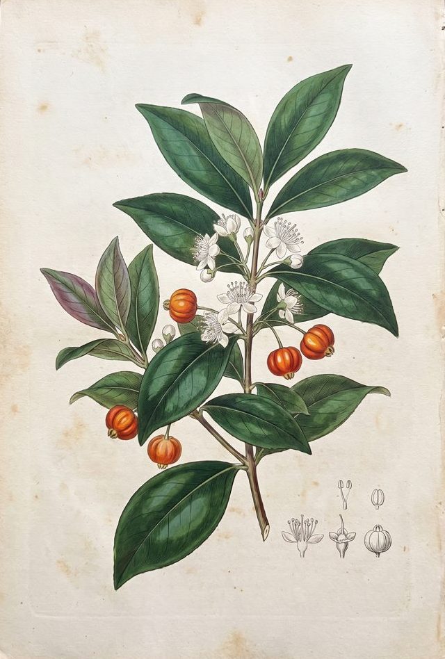 Surinam Cherry botanical plate