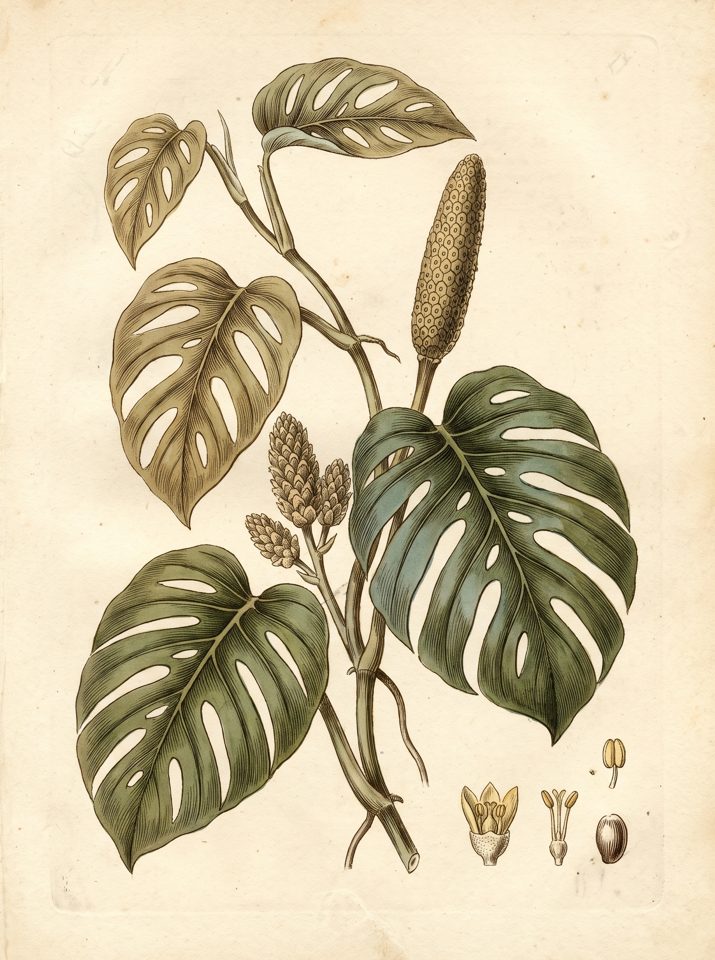 Swiss Cheese plant botanical plate