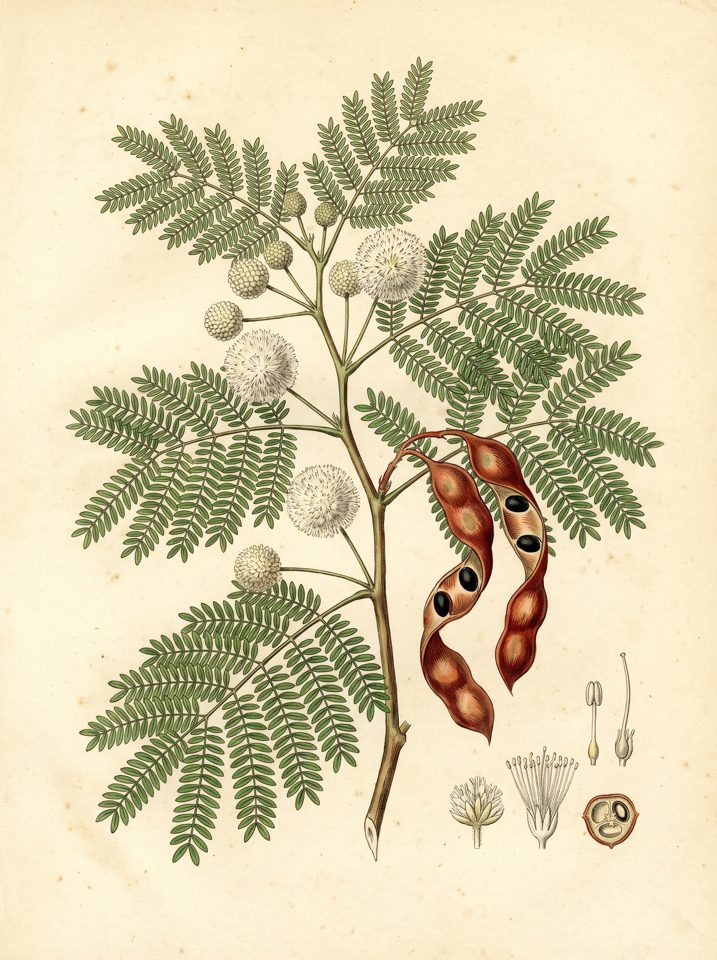 Tecoma Stans botanical plate
