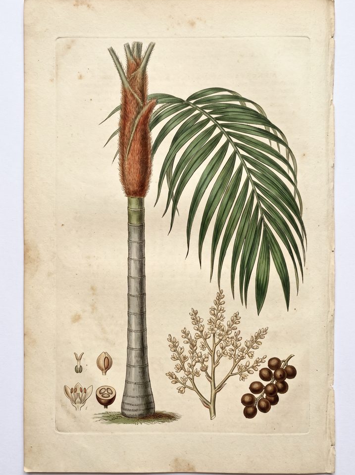 Teddy Bear Palm botanical plate