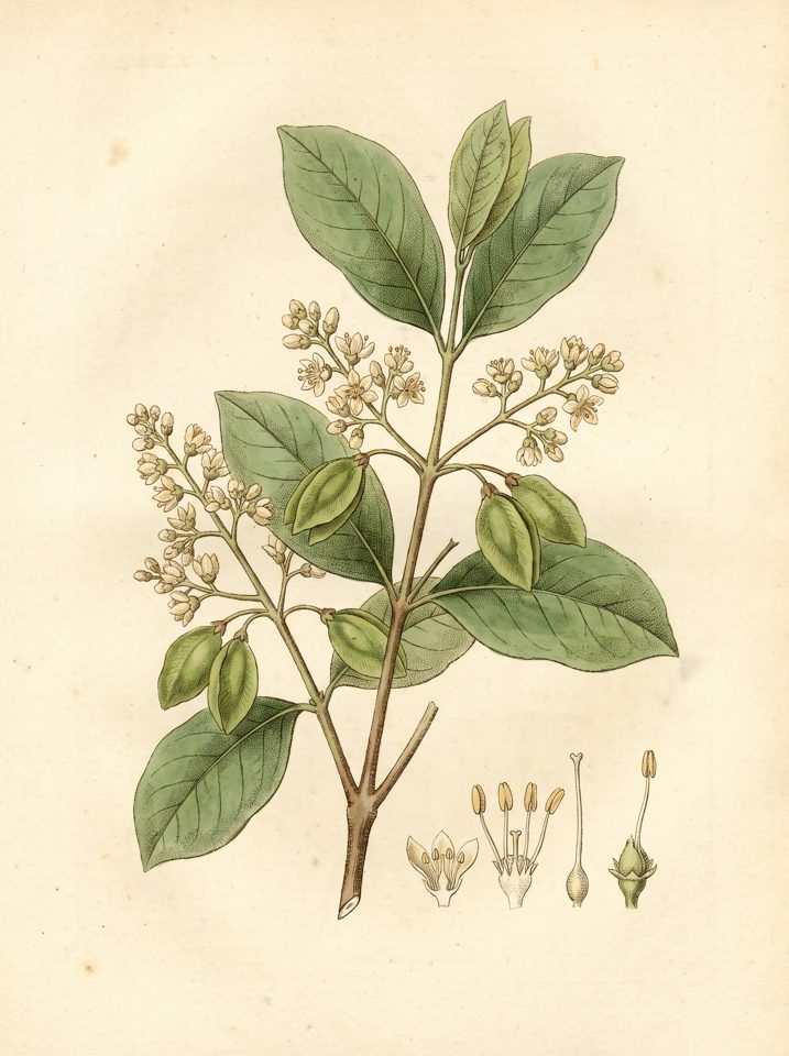 Terminalia Oblonga botanical plate