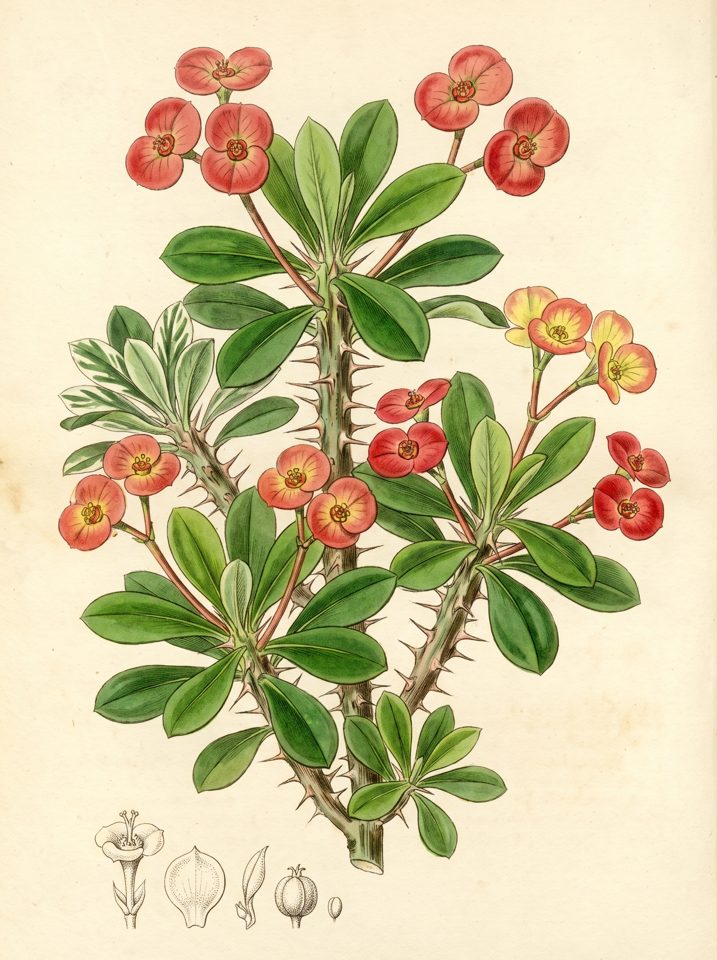 The crown of thorns botanical plate
