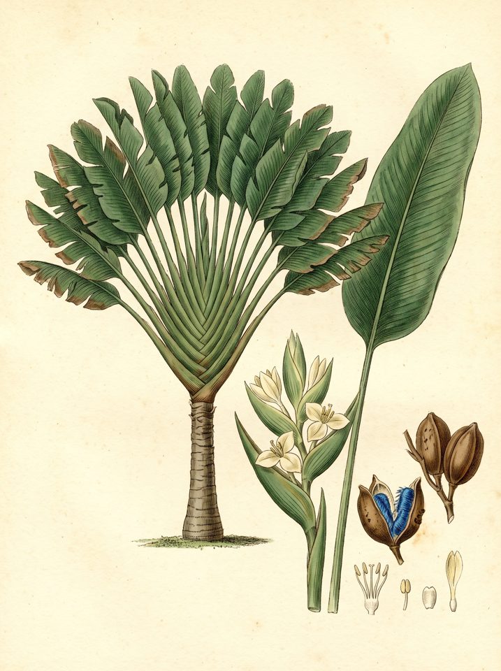 Traveler's Palm botanical plate