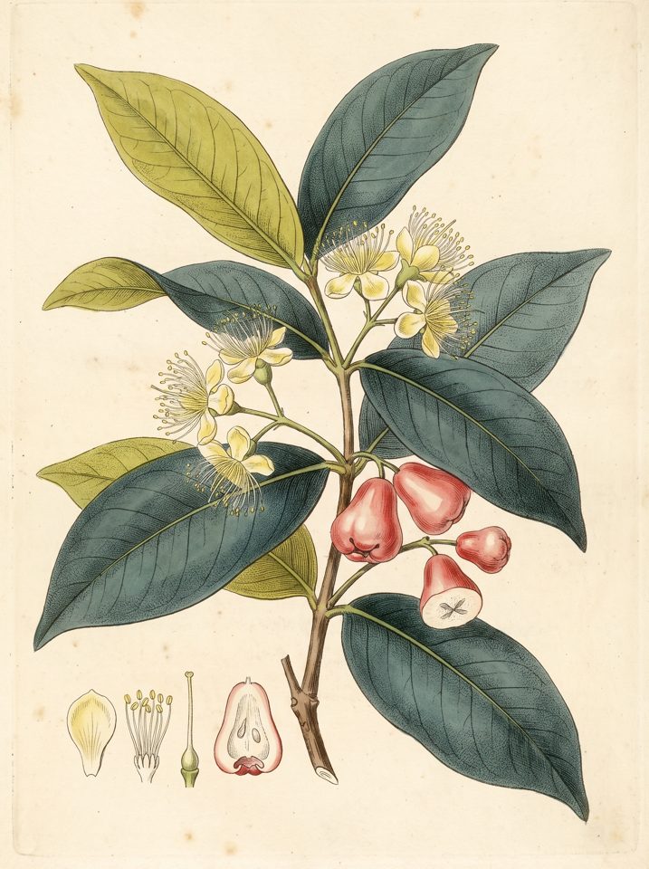 Water Apple botanical plate