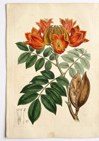 African Tulip botanical plate