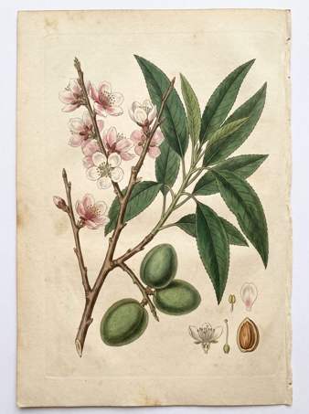 Almond botanical plate