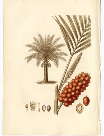 American Oil Palm botanical plate