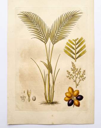 Areca Palm botanical plate