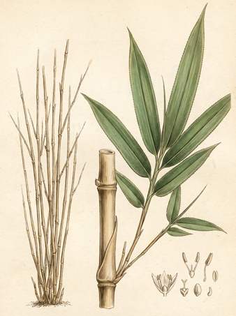 bambusa textilis botanical plate