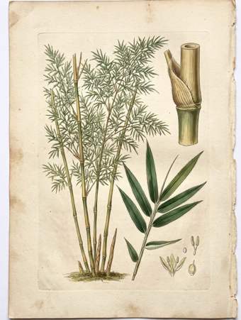 Bambusa Tulda botanical plate
