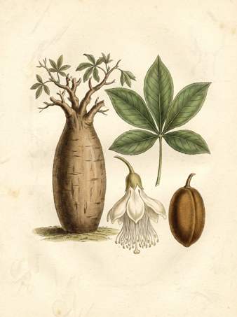 Baobab botanical plate