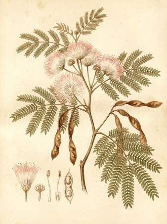 Barbasquillo botanical plate