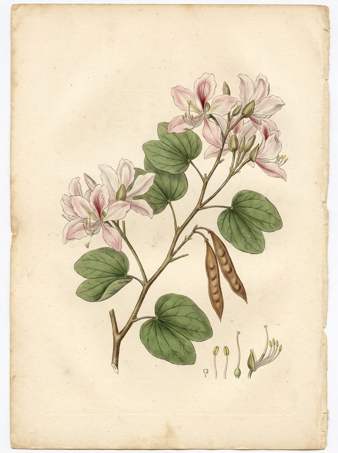 Bauhinia  arborea botanical plate