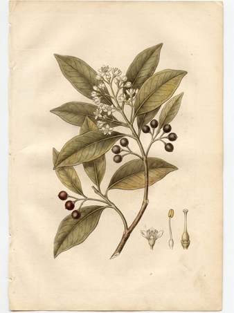 Bayrum botanical plate