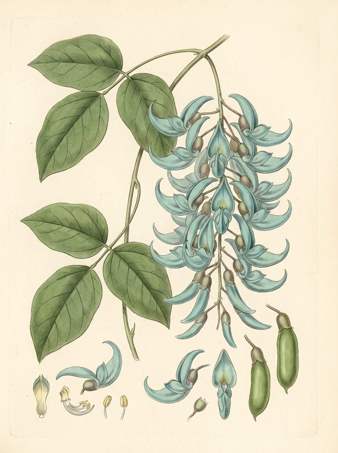 Blue Jade Vine botanical plate