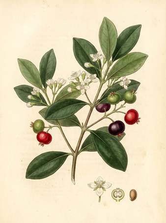Brazilian Cherry botanical plate