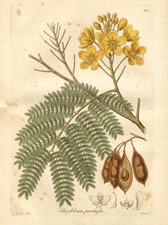 Brazilian Fire Tree botanical plate