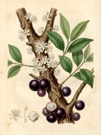 Brazilian Grapetree botanical plate