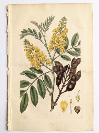 Brazilian Ironwood botanical plate