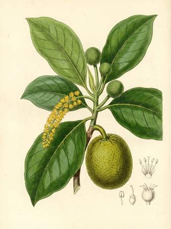 Bread fruit botanical plate