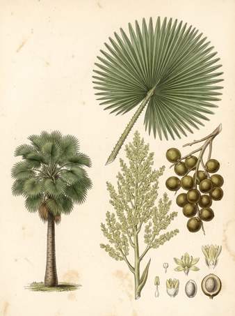 Cabbage Palm botanical plate