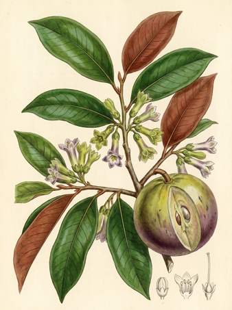 Caimito Star Apple botanical plate