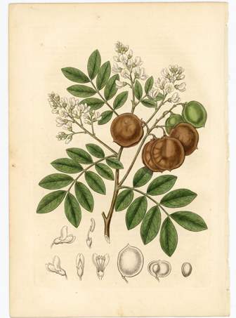 Camibar botanical plate