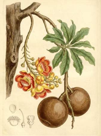 Cannonball Tree botanical plate