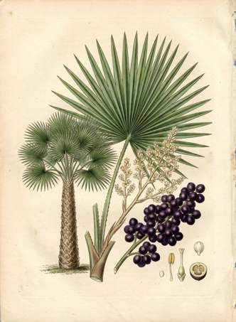 Carnaúba Palm botanical plate