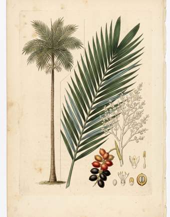 Carpentaria Palm botanical plate