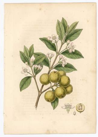 Cas botanical plate