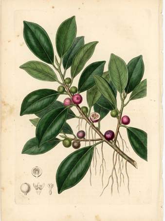 Chinese Banyan botanical plate