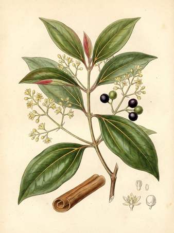 Cinnamon botanical plate
