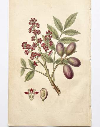 Ciruela botanical plate