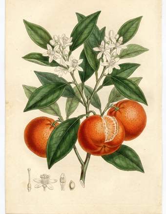 Danci Mandarin botanical plate