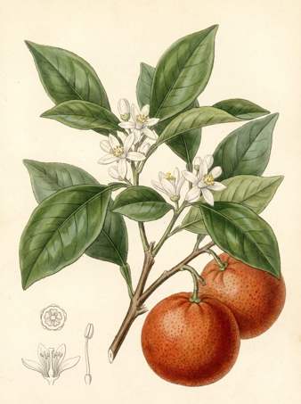 Temple Orange botanical plate